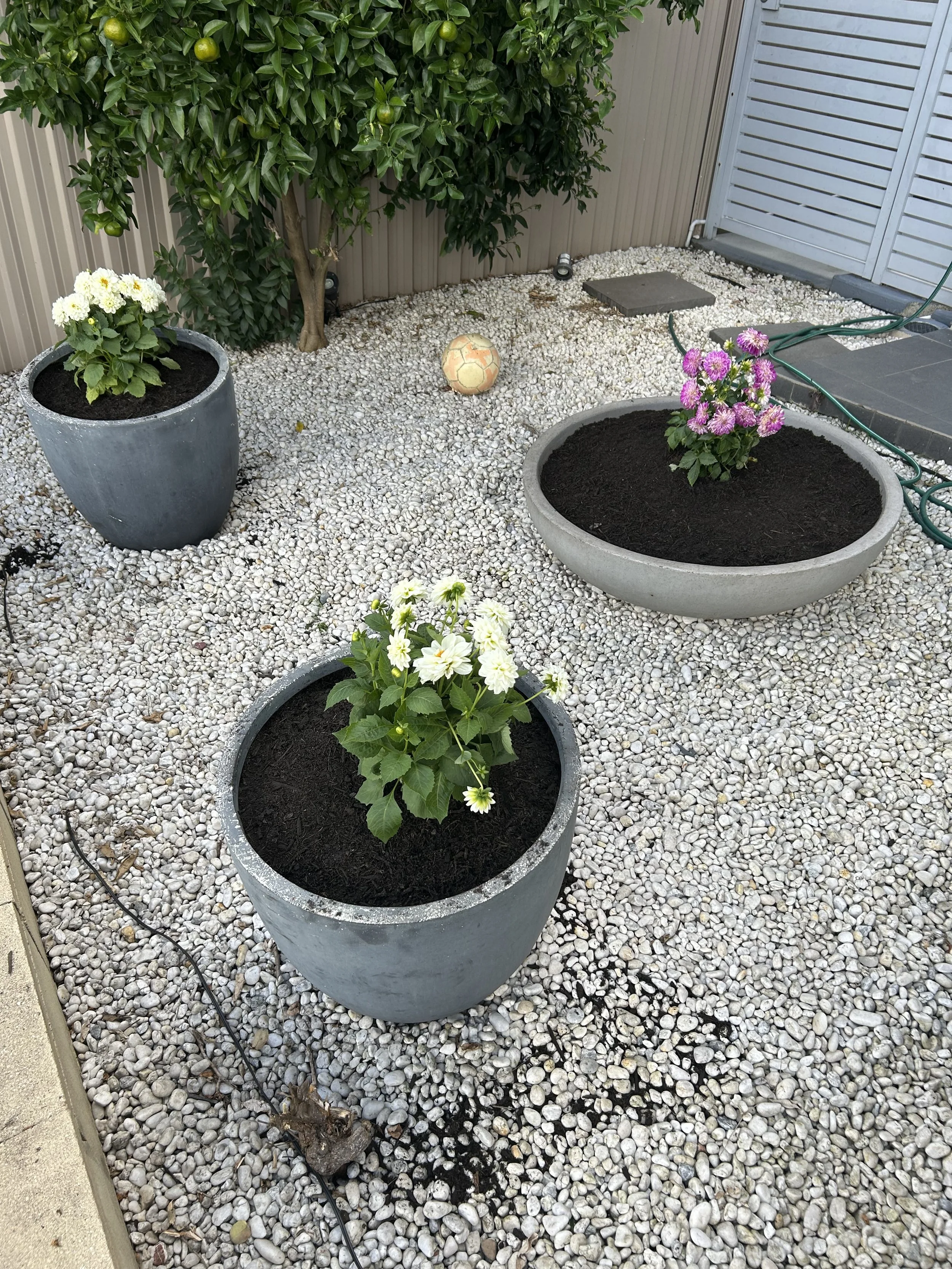 Three flower pots with blooming plants on a gravel yard, a ball, a small tree, a garden hose, and a patio area in the background.