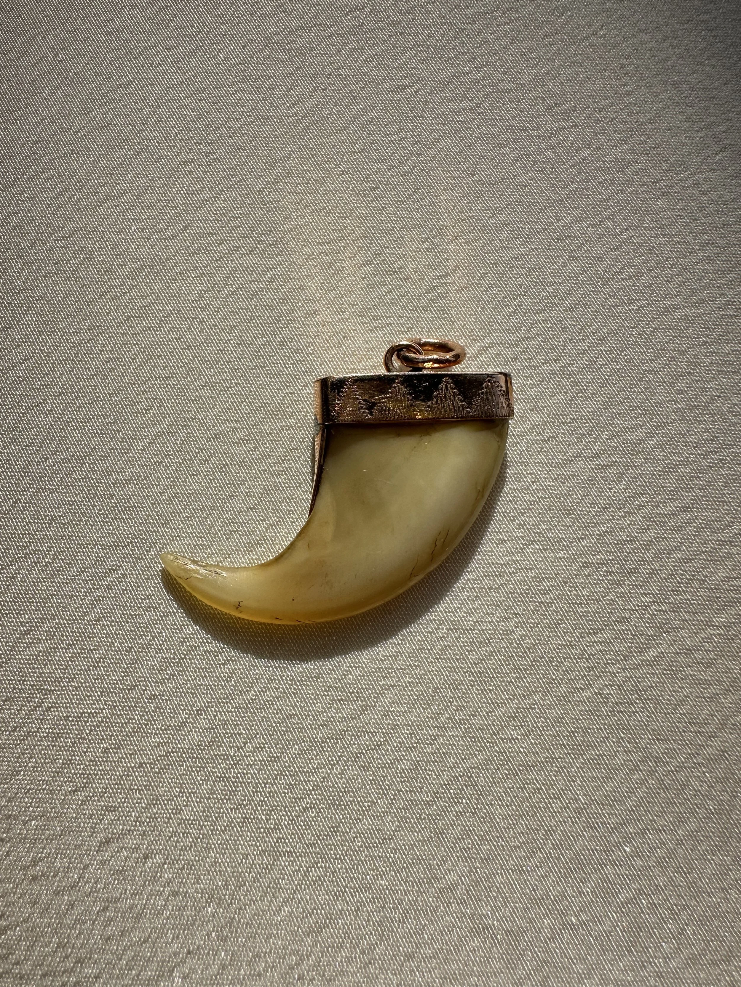 Antique tiger claw set in 9ct gold