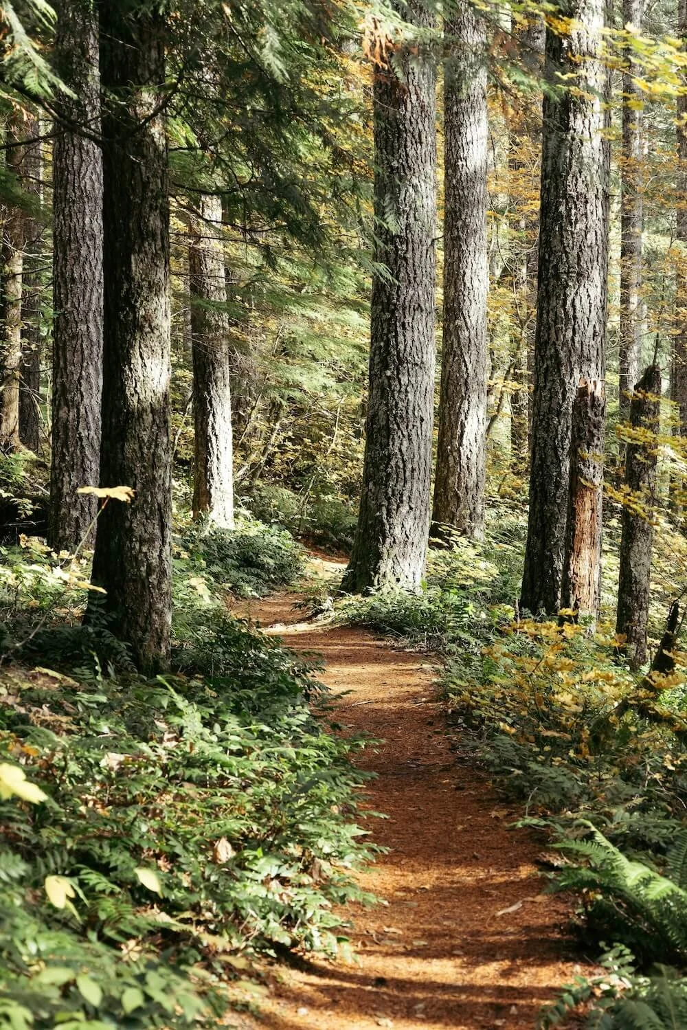 pathway in the woods with tall trees - eric-muhr-unsplash