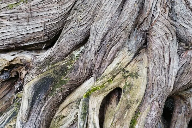 Grey tree roots - eric-prouzet-unsplash
