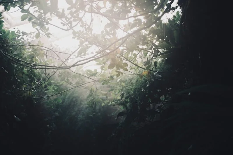 light between the trees - clark-gu-unsplash