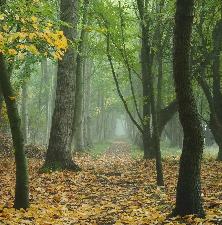 Oxfordshire Art weeks 2026