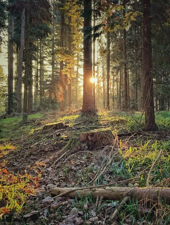 Chasing the Sun in Bagley Woods