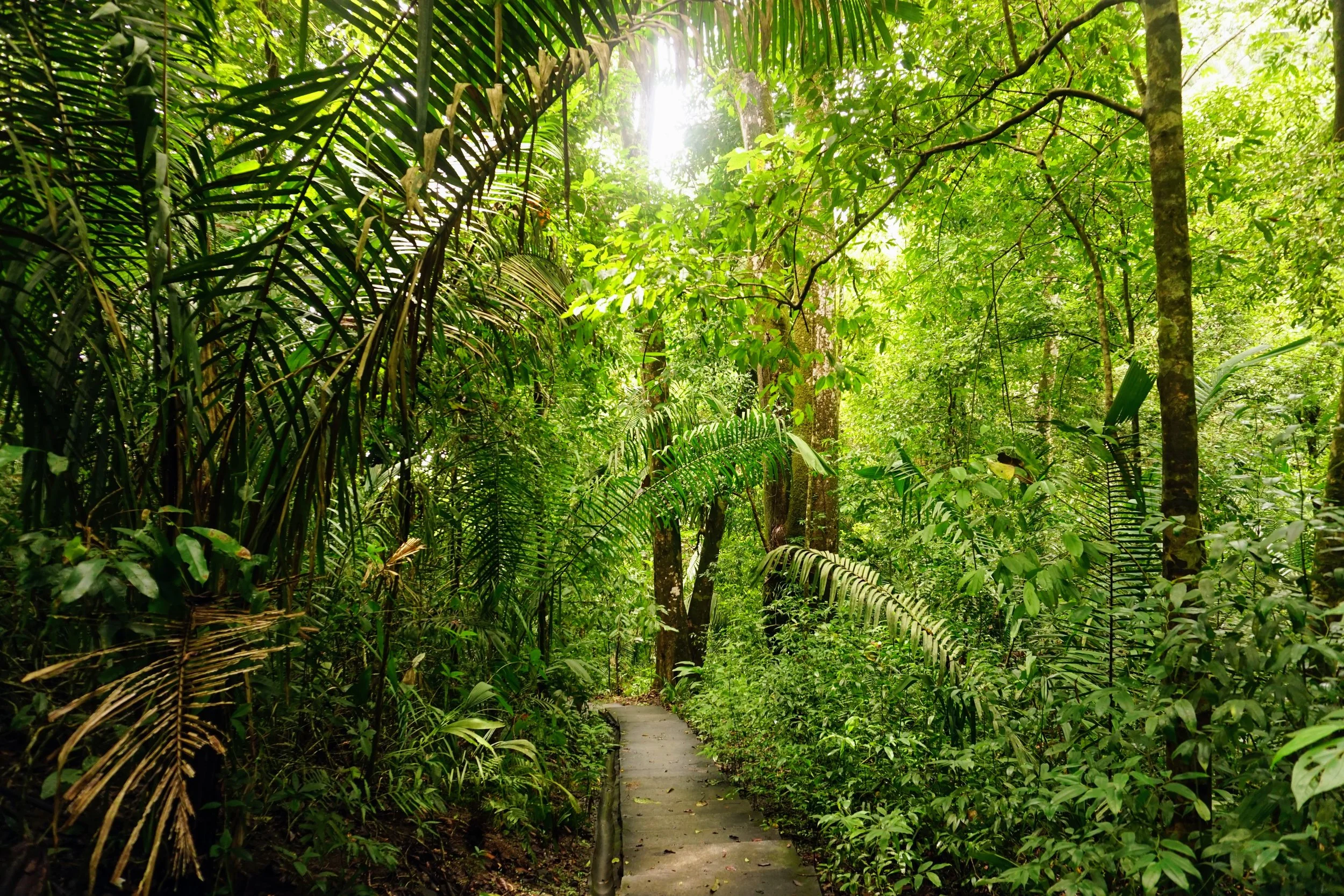 path in tropical forest in Costa Rica