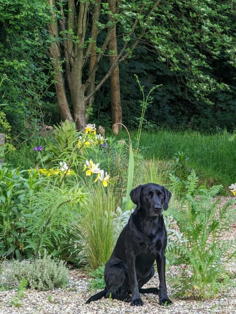 1.4-Lola-in-Gravel-Garden.jpg