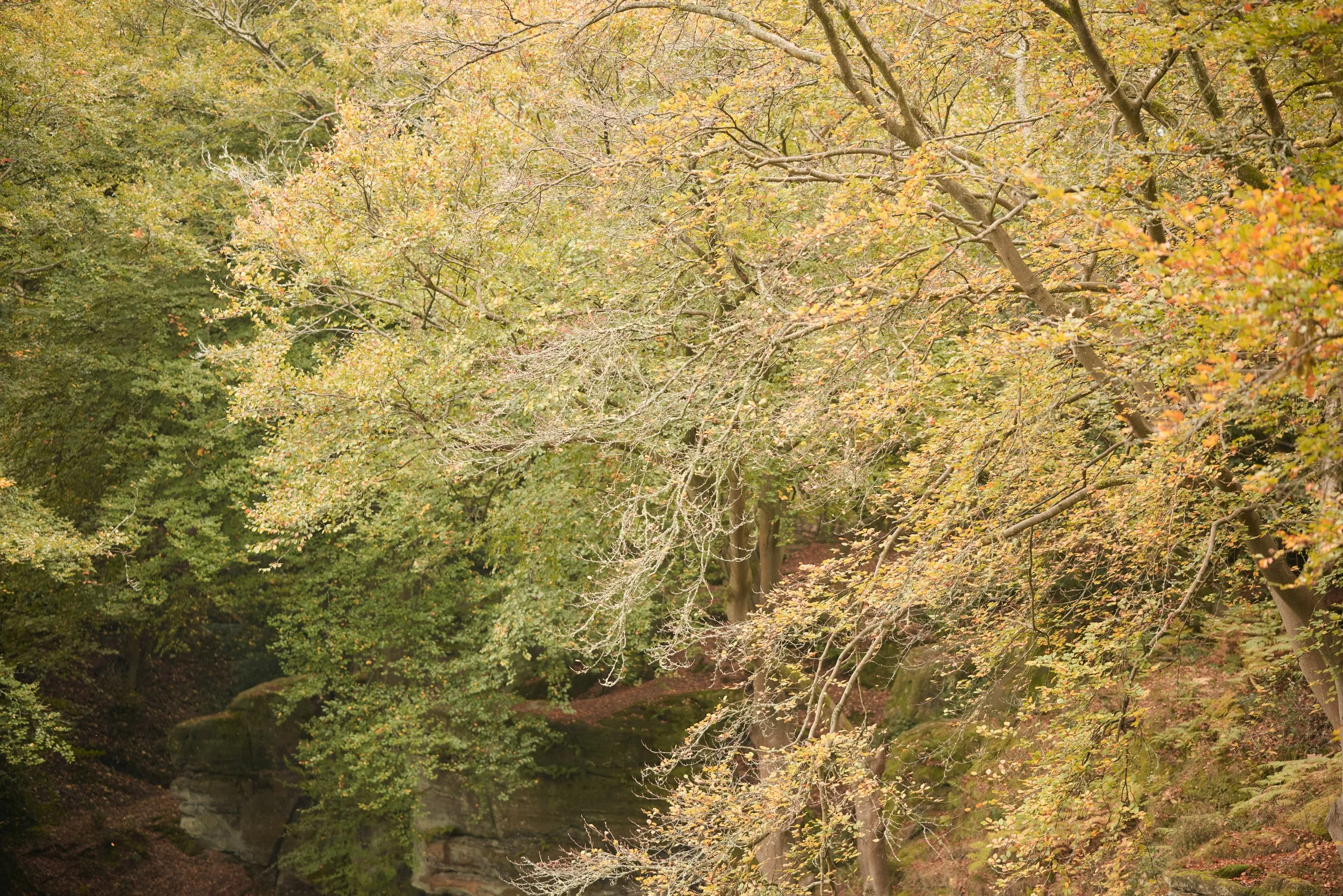 autumn woodland, seasonal living and Qigong