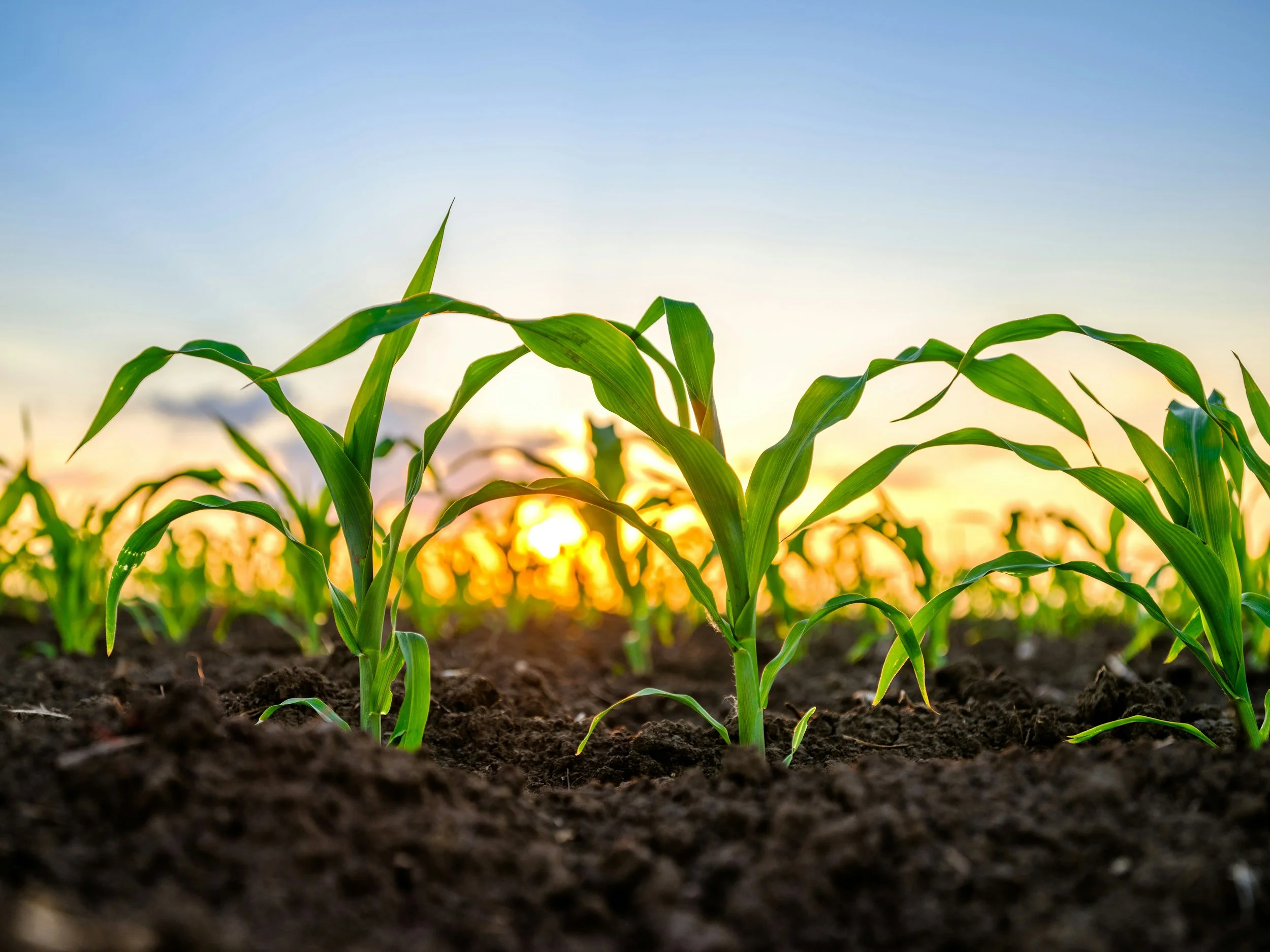 CORN.jpg