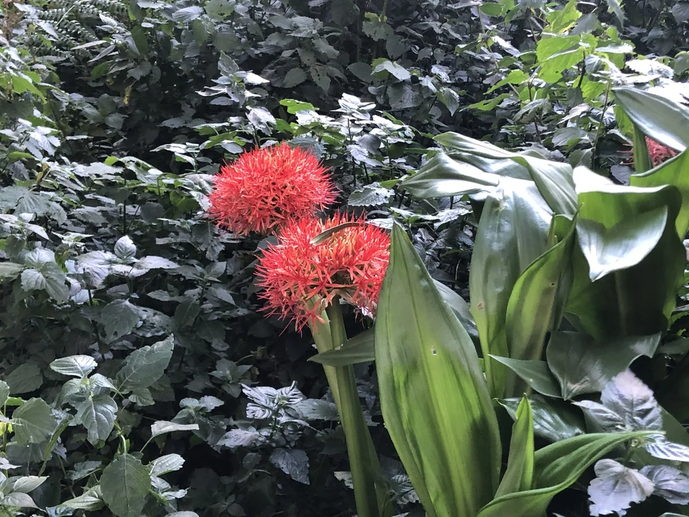 African Fireball flower enroute Big Tree camp
