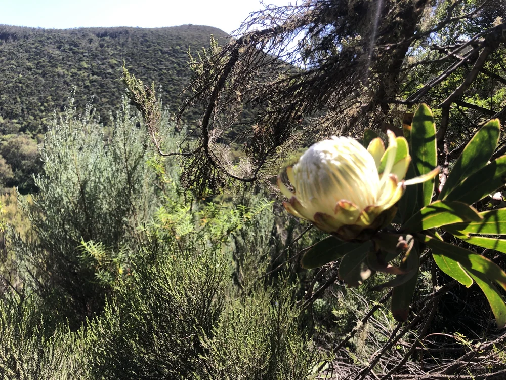 Protea flower- Africa's national flower