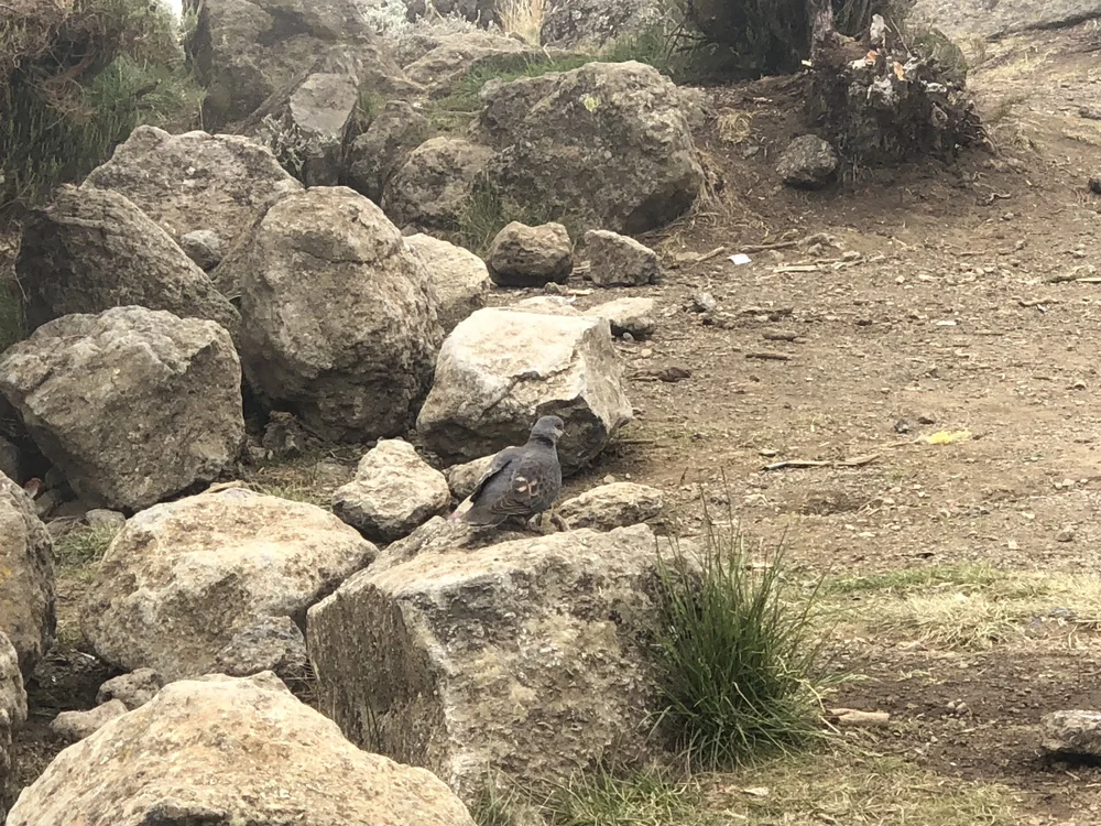 Dove spotted on the mountain