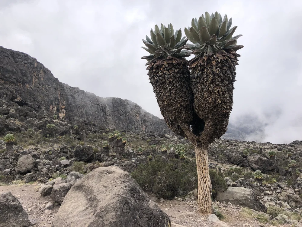 Kilimanjari- a unique tree found only on Mt. Kilimanjaro