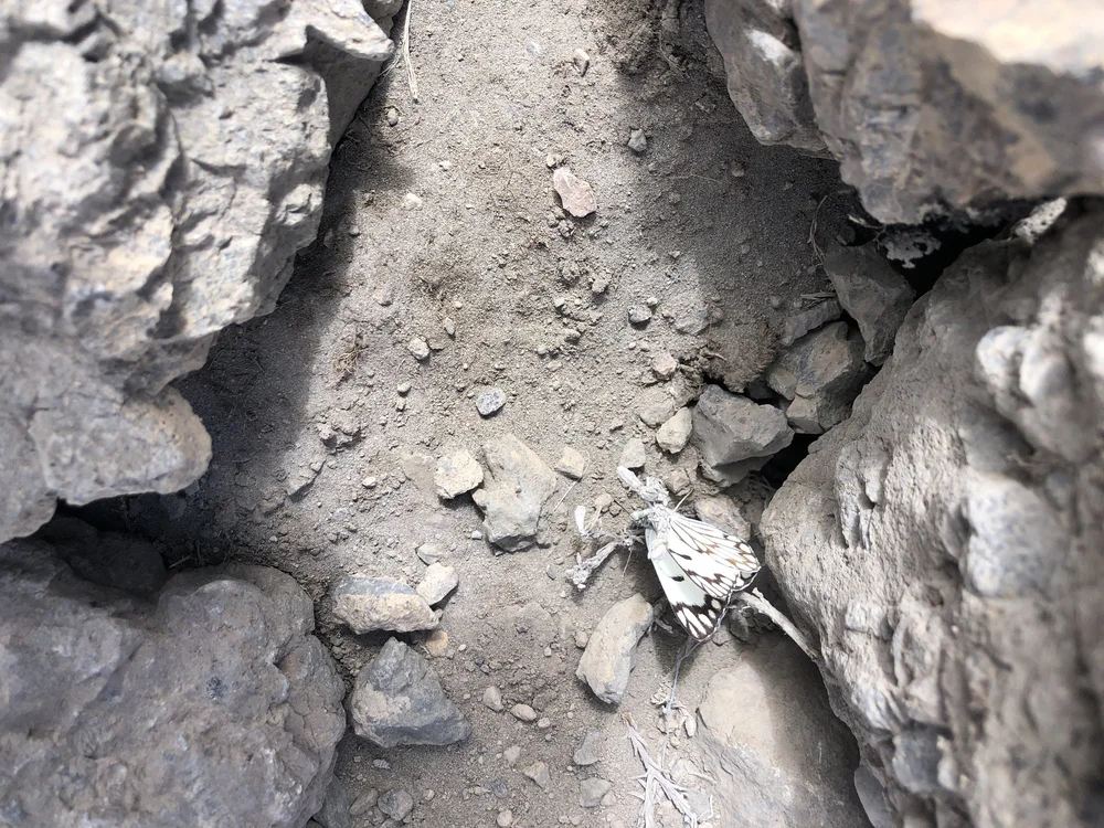 A butterfly spotted enroute