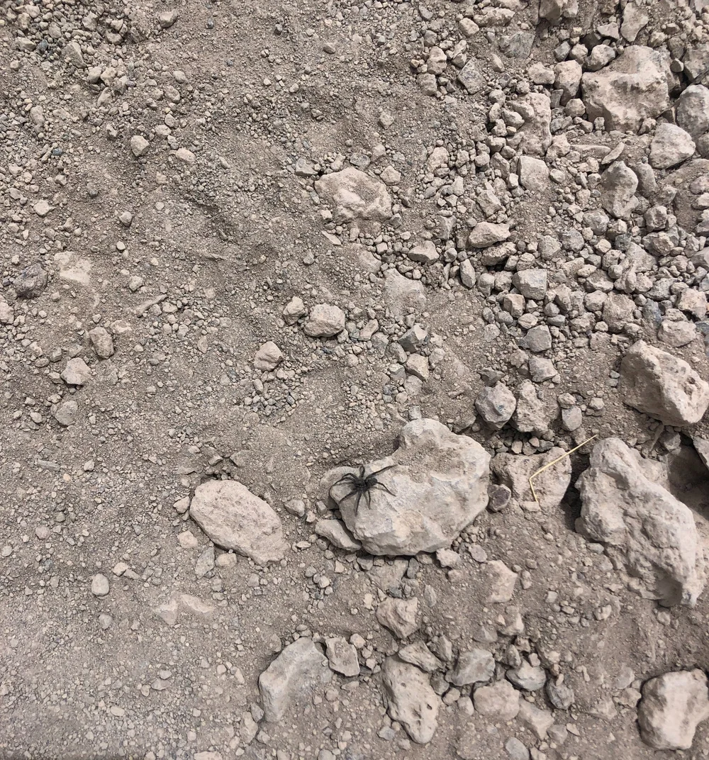 One more spotting, a spider