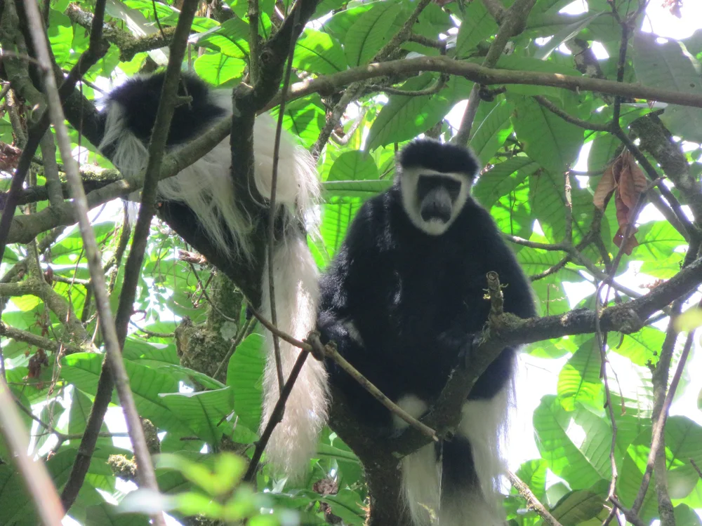 White Kalabas monkeys clicked by Param