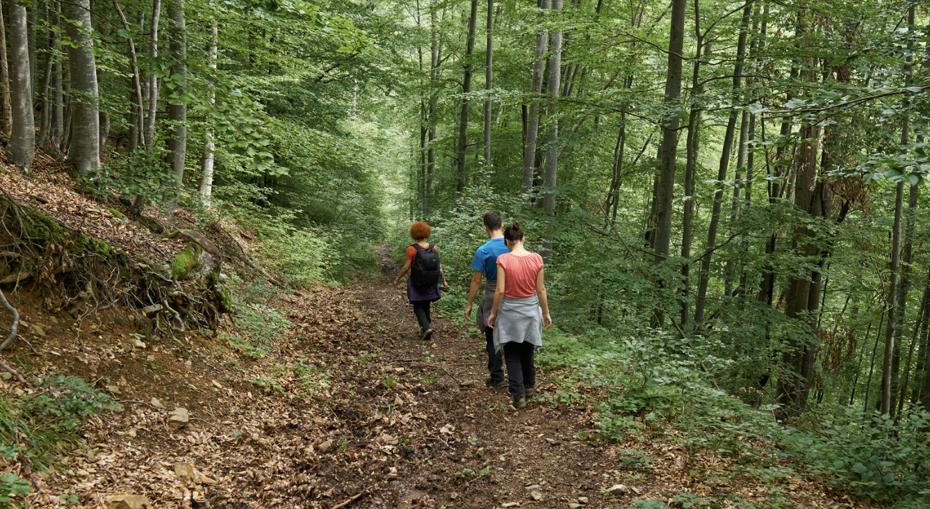 Three people walking on a dirt trail in a lush green forest.
