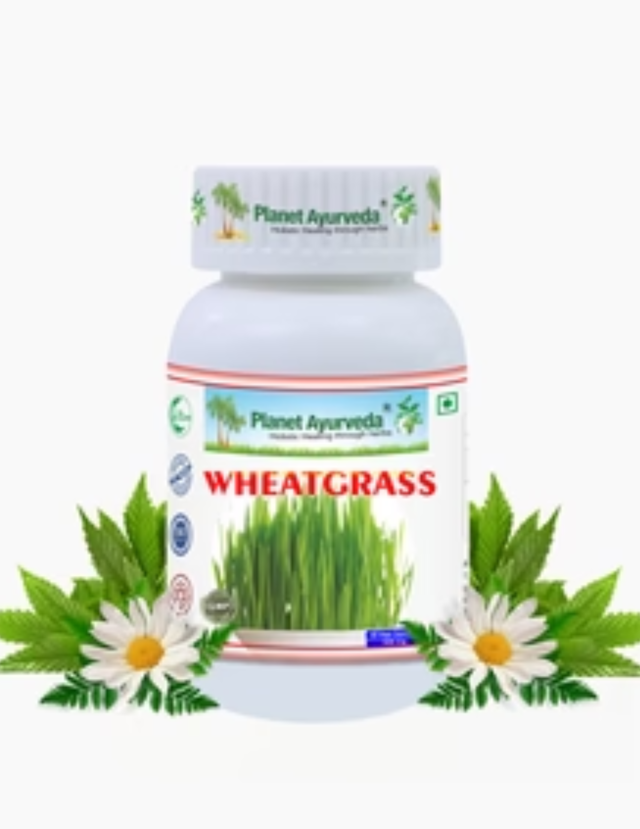 WHEAT GRASS POWDER