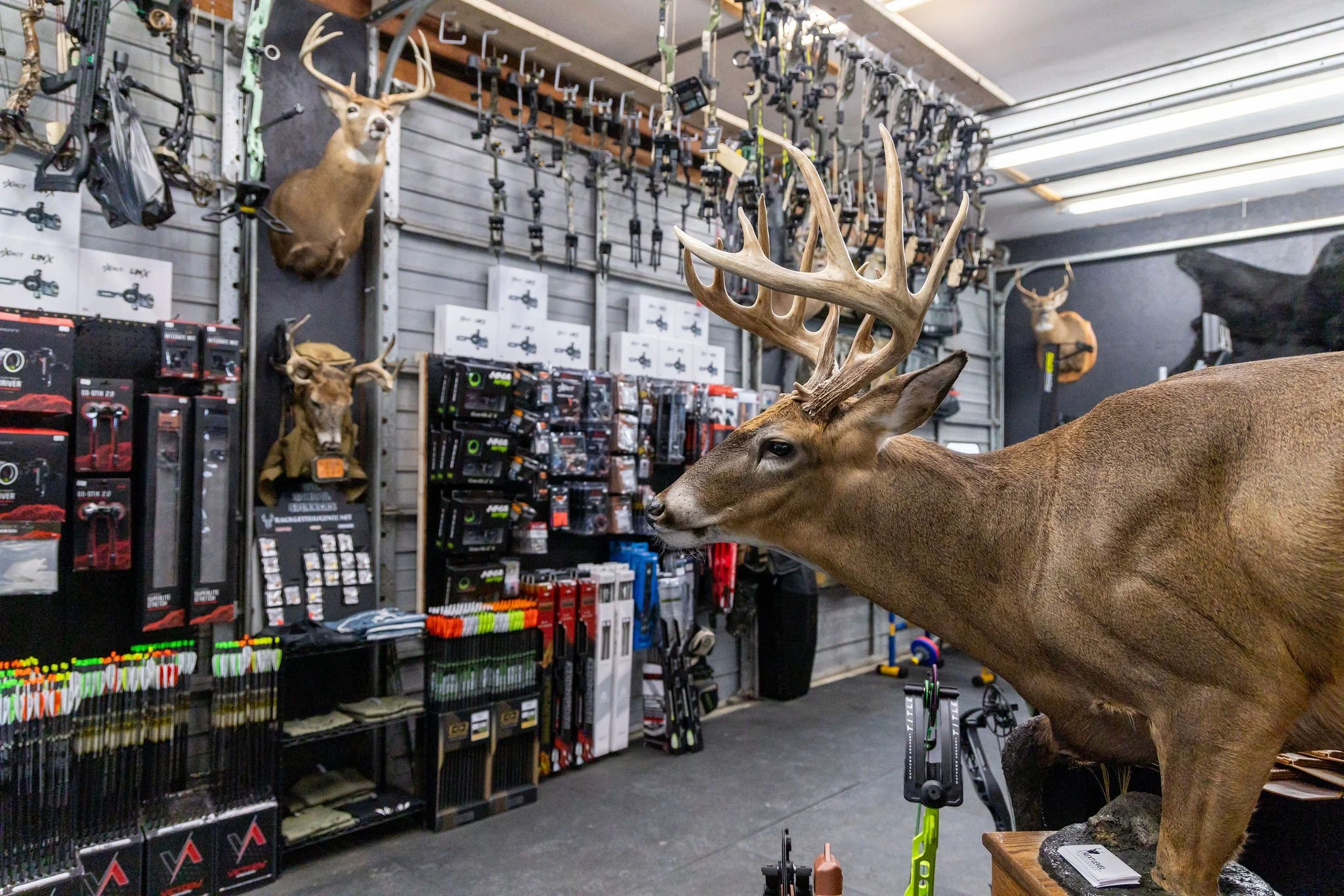Deer heads and antlers on display in a store, with archery equipment and accessories on shelves and hooks.