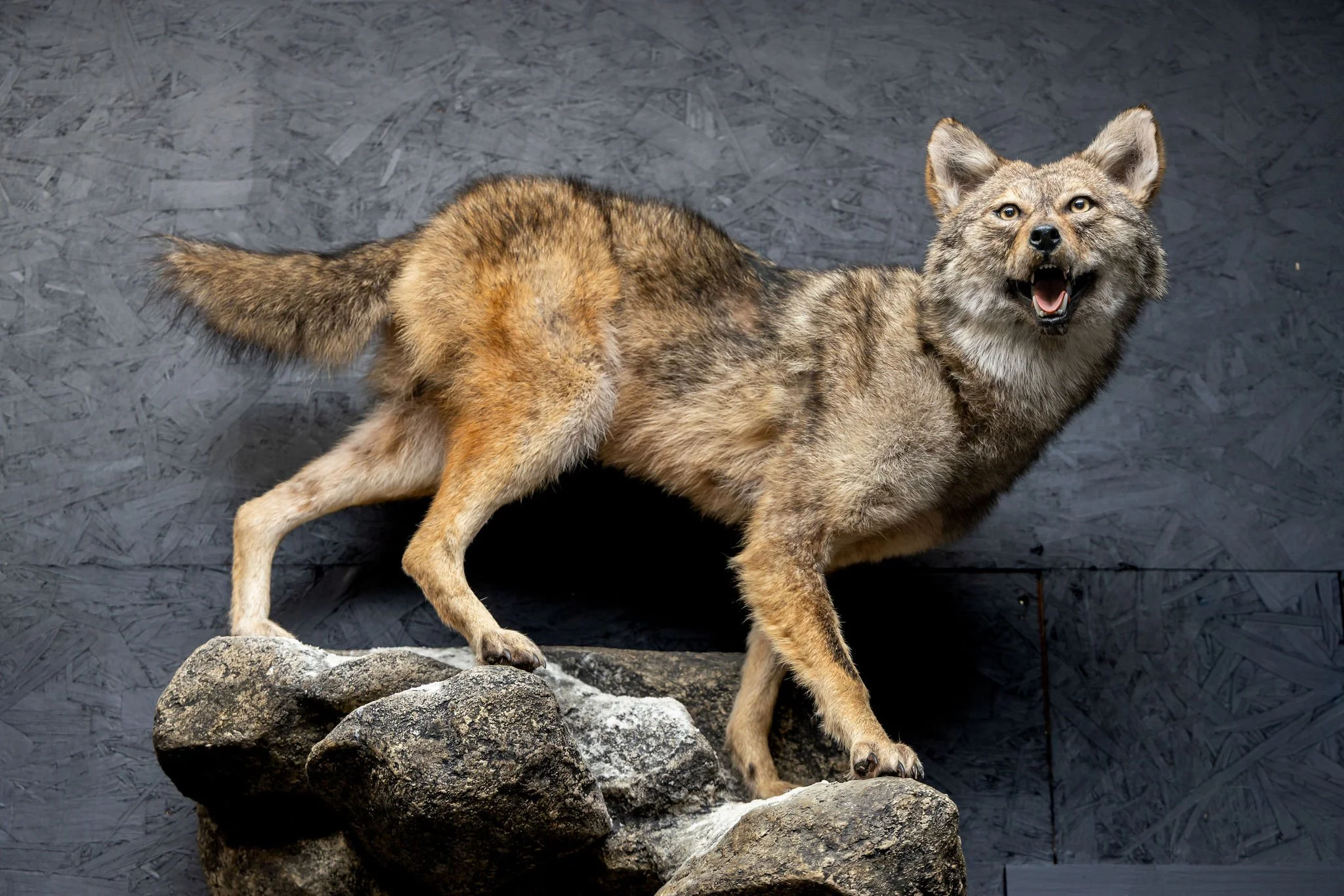 Taxidermy display of a coyote with its mouth open, standing on rocks against a dark textured background.