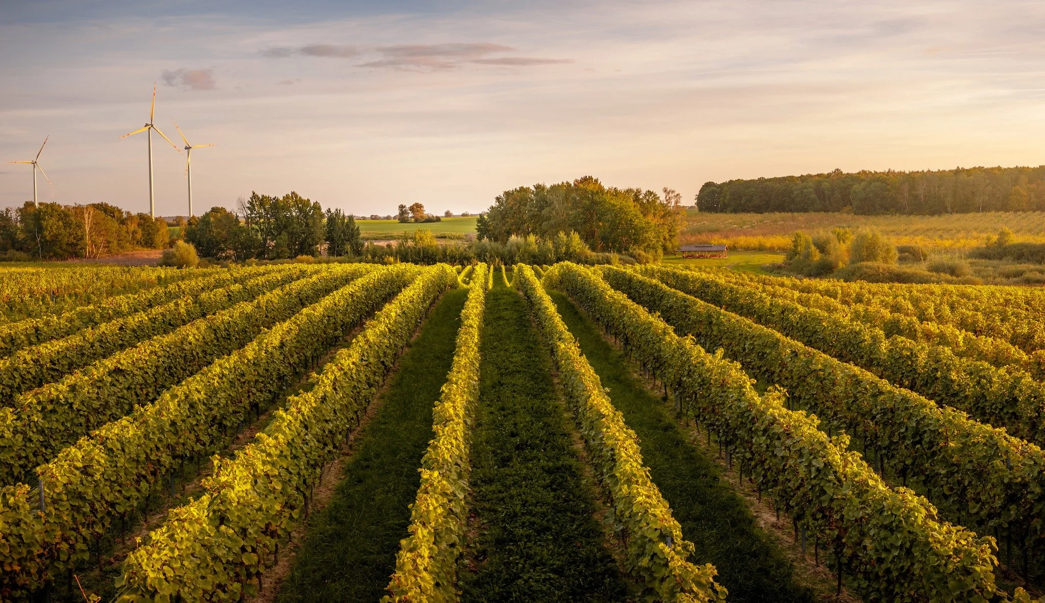 Day 1: Friday, October 3 – Berlin to the Vines