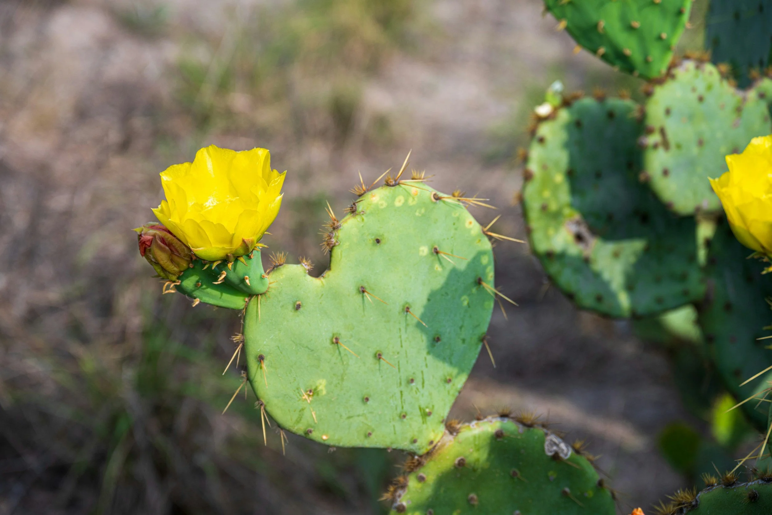 Tortoise Talk: Prickly Pear Cactus (Opuntia spp.)