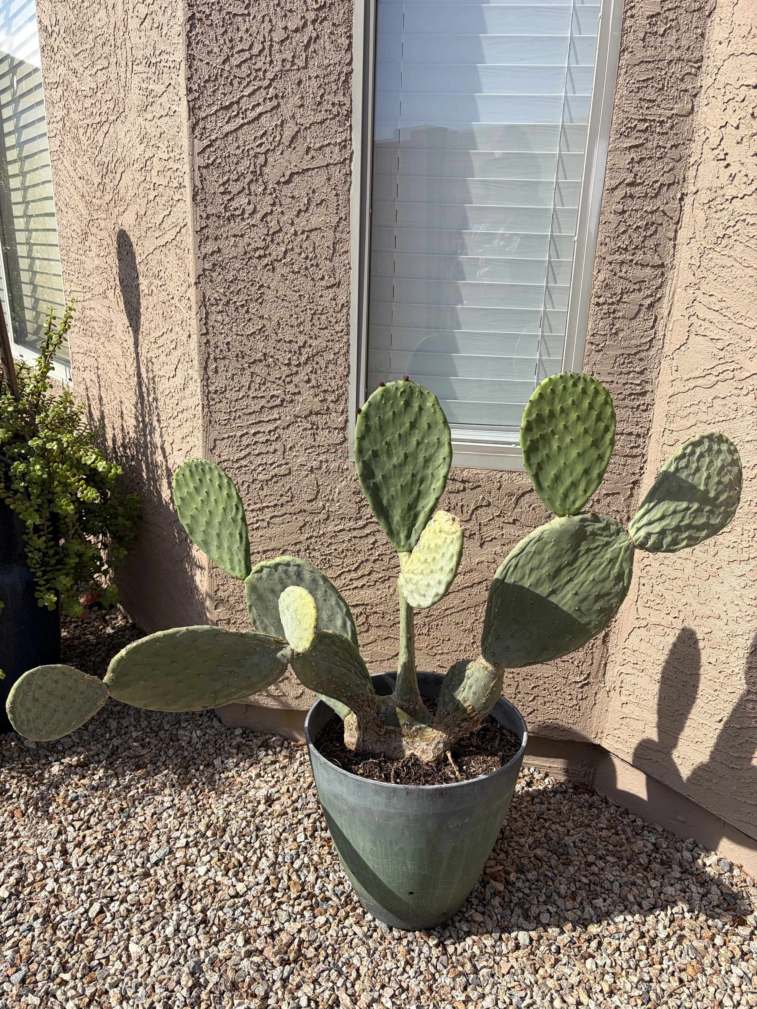 https://www.tidytortoiselandscaping.com/blog/prickly-pear-cactus-opuntia