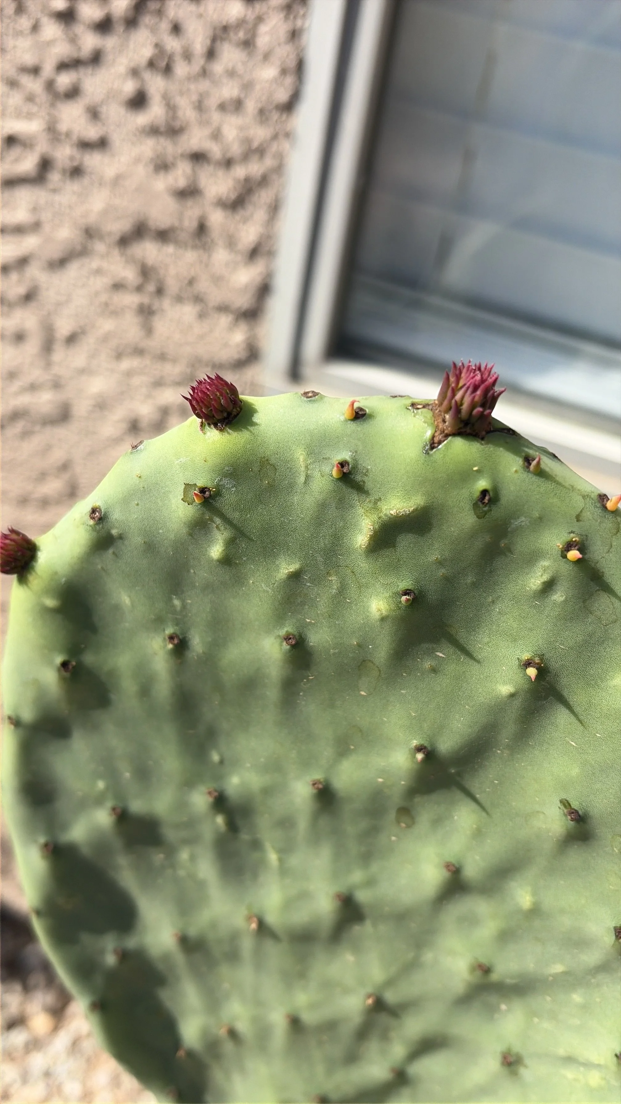 https://www.tidytortoiselandscaping.com/blog/prickly-pear-cactus-opuntia