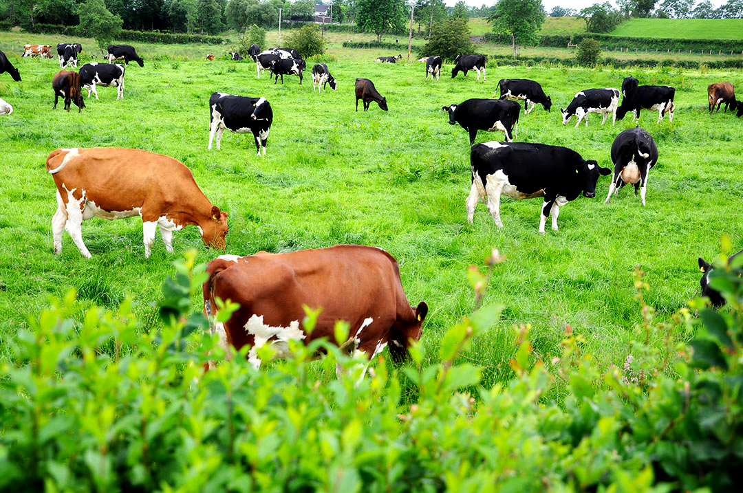 GreenAcres Hydroseeding offers healthy seed blends for pasture seeding