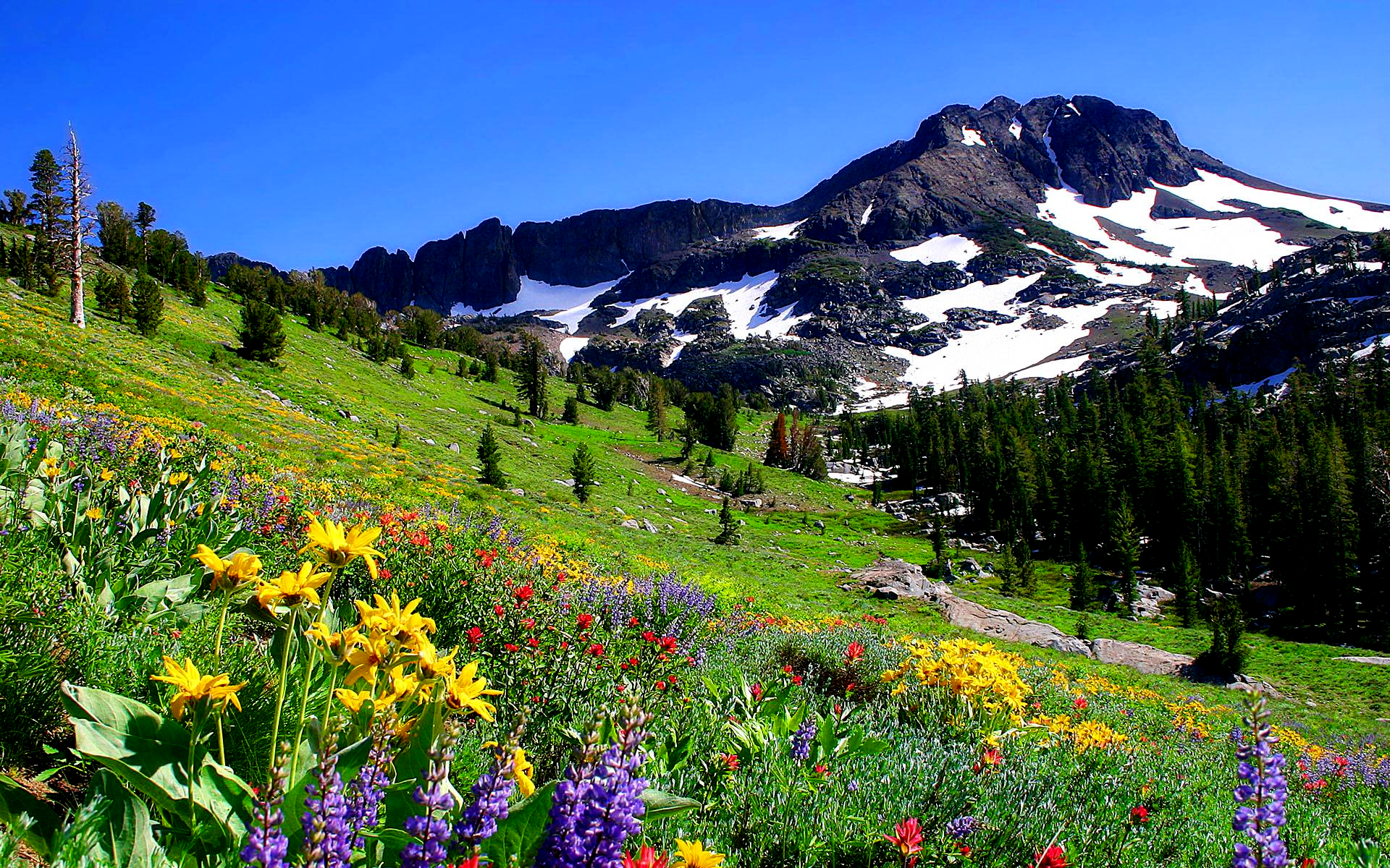 Beautifu your hillsides