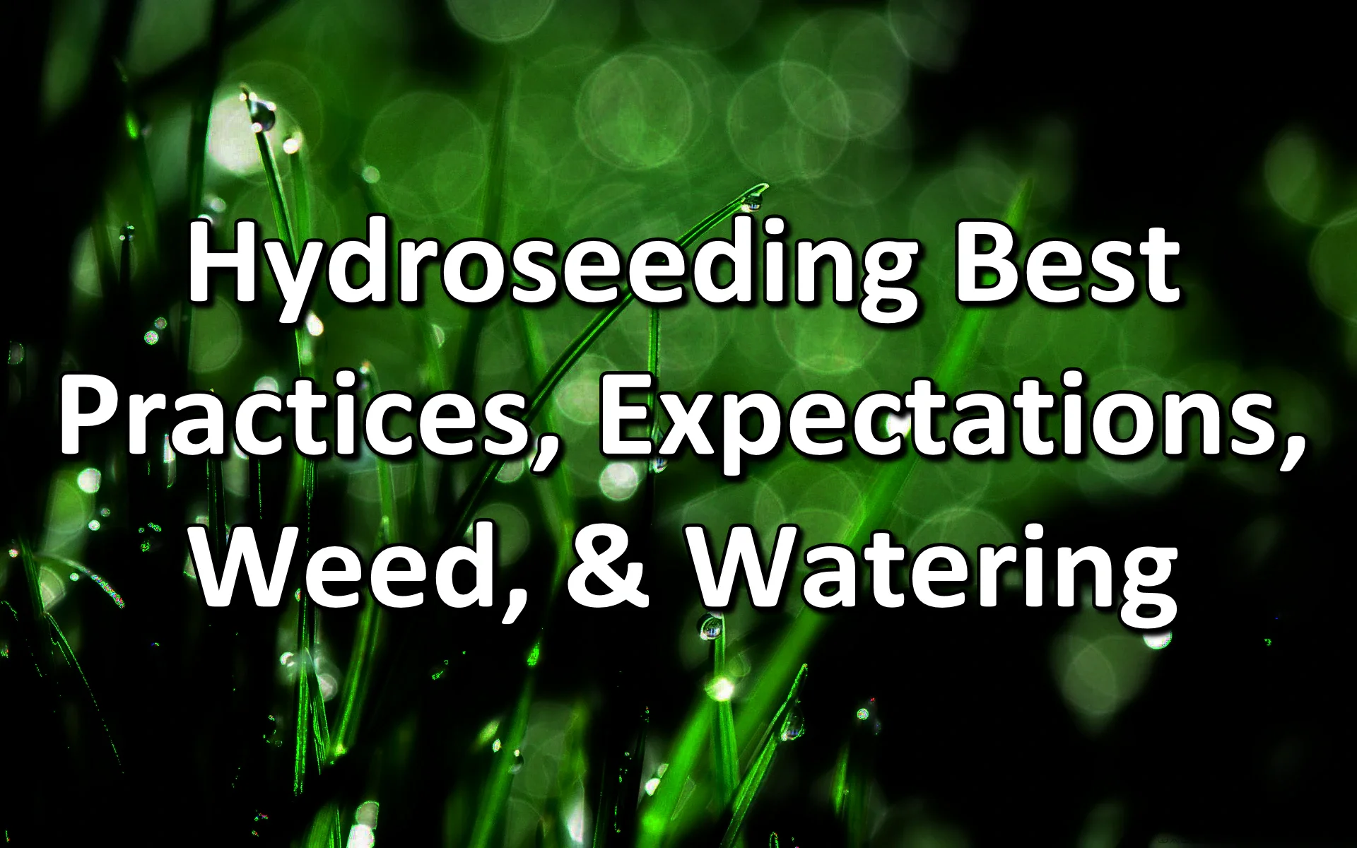 Learn about the best ways to care for your hydroseeded lawn, what you can expect, how to handle weeds and watering