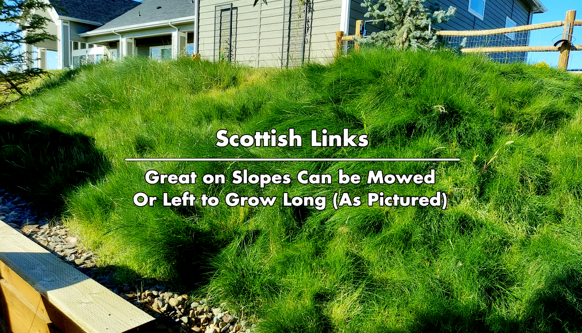 no mow low maintenance drought tolerant scottish links on embankment
