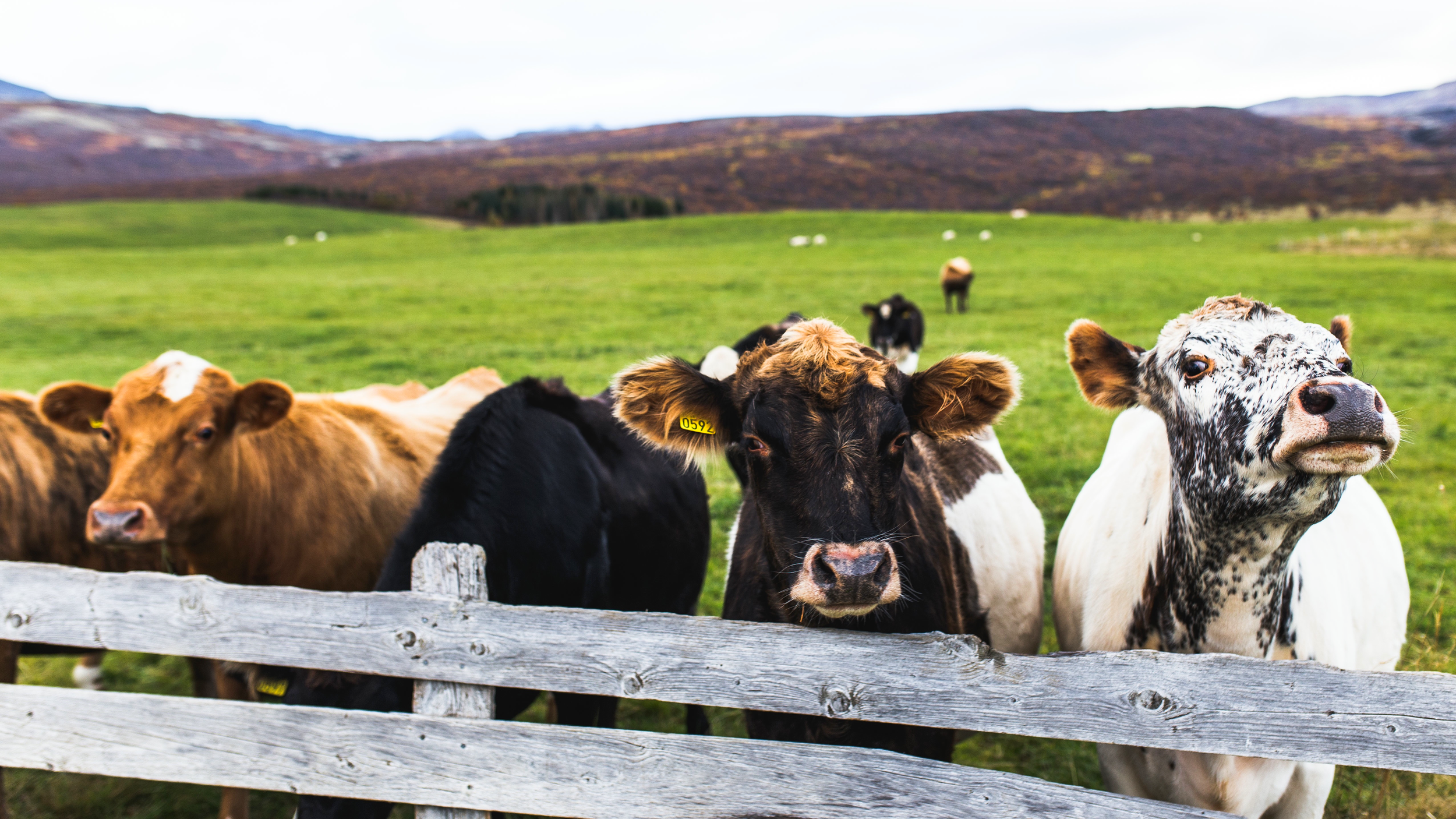 GreenAcres Hydroseeding Feeds your animals right with tailored pasture grass blends for cows, horses, sheep, goats, and other livestock