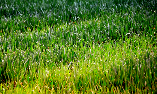 green pasture grass in sun in mid morning