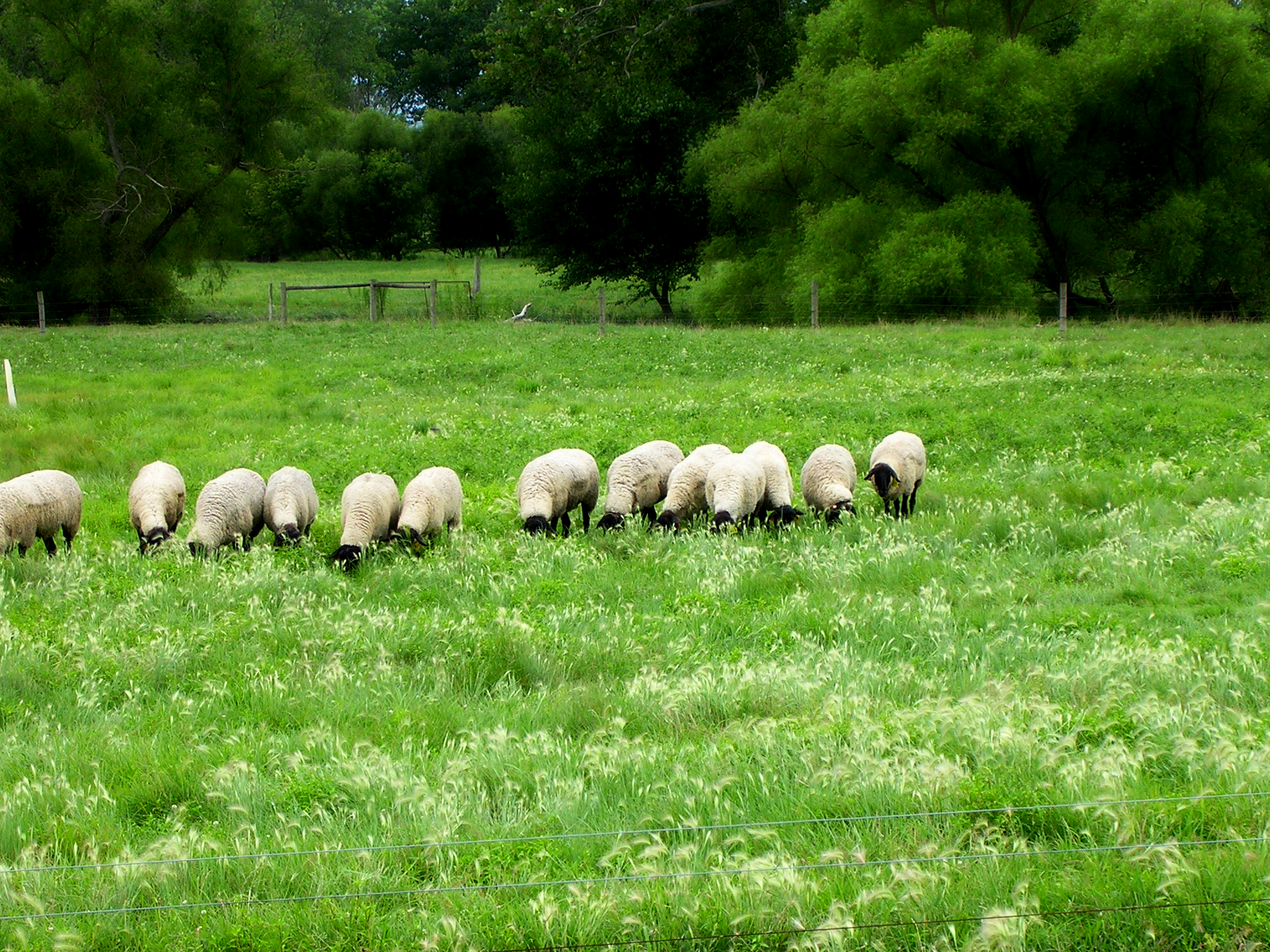 Sheep love hydroseeded pasture fields
