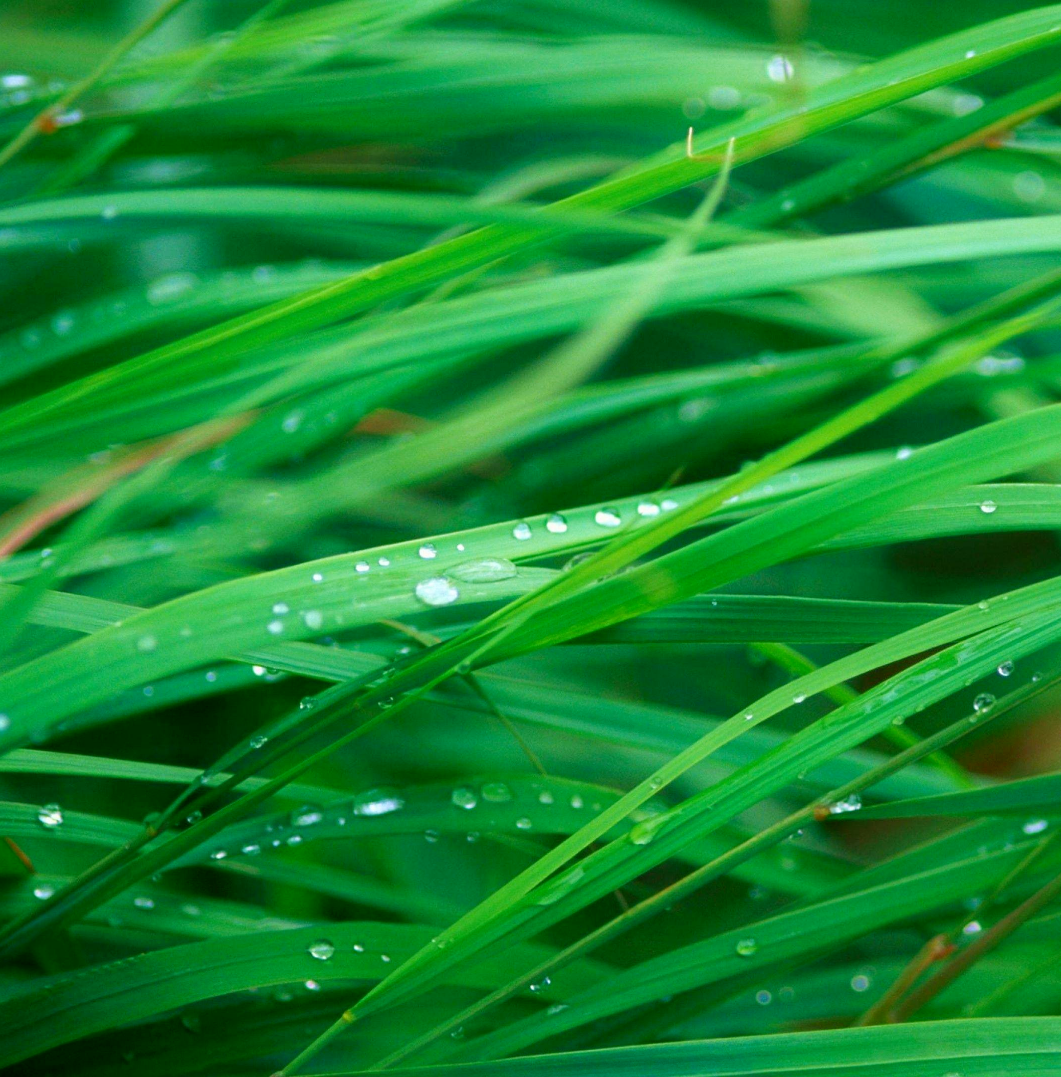 Deep green lush grass with dew sparkling off of it in the mid-morning