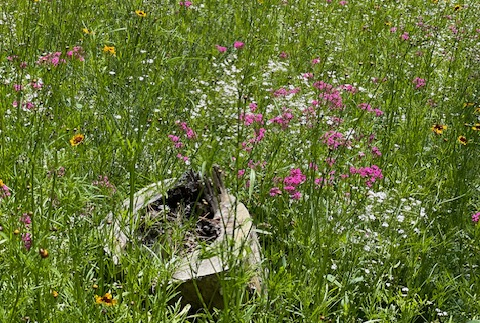wildflowers in idaho surrounding an old tree-stump in afternoon