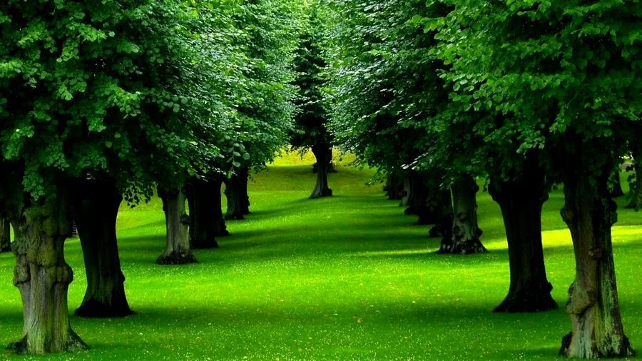 trees and grass create beautiful walking path