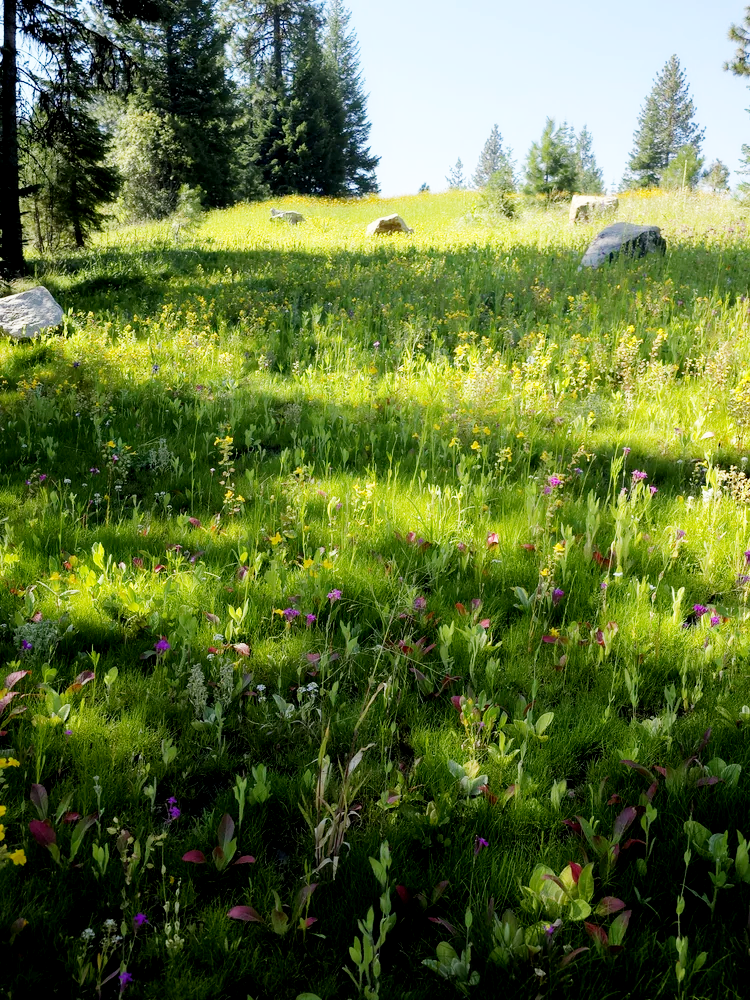 wildflowers