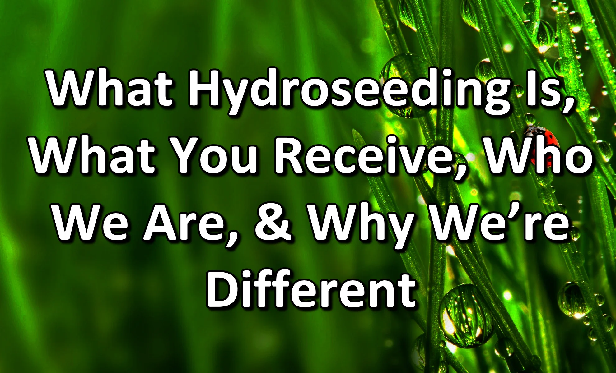 Learn about what hydroseeding is, what you receive, who we are and why we are different