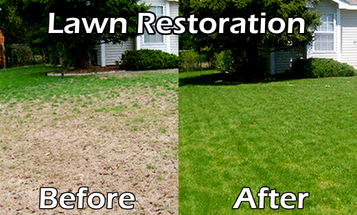 lawn restoration and repair before and after maintenance