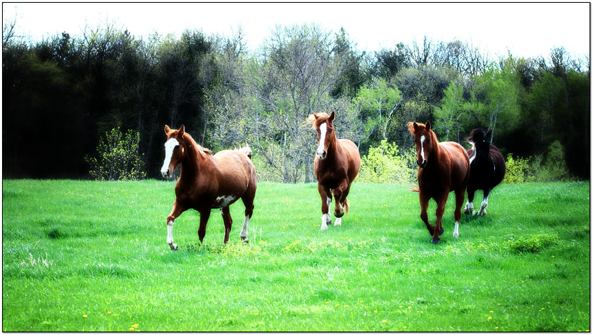 Pasture Grass Seeding Makes for Happy Healthy Horses