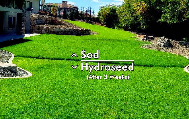 Growth of hydroseed after three weeks compared to sod