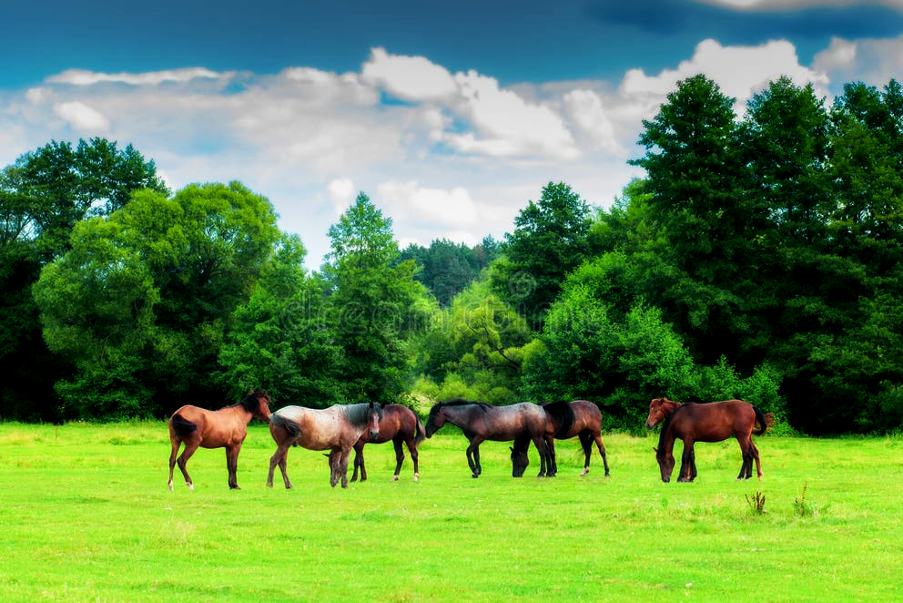 Hydroseeding makes nutritious pastures for hungry horses
