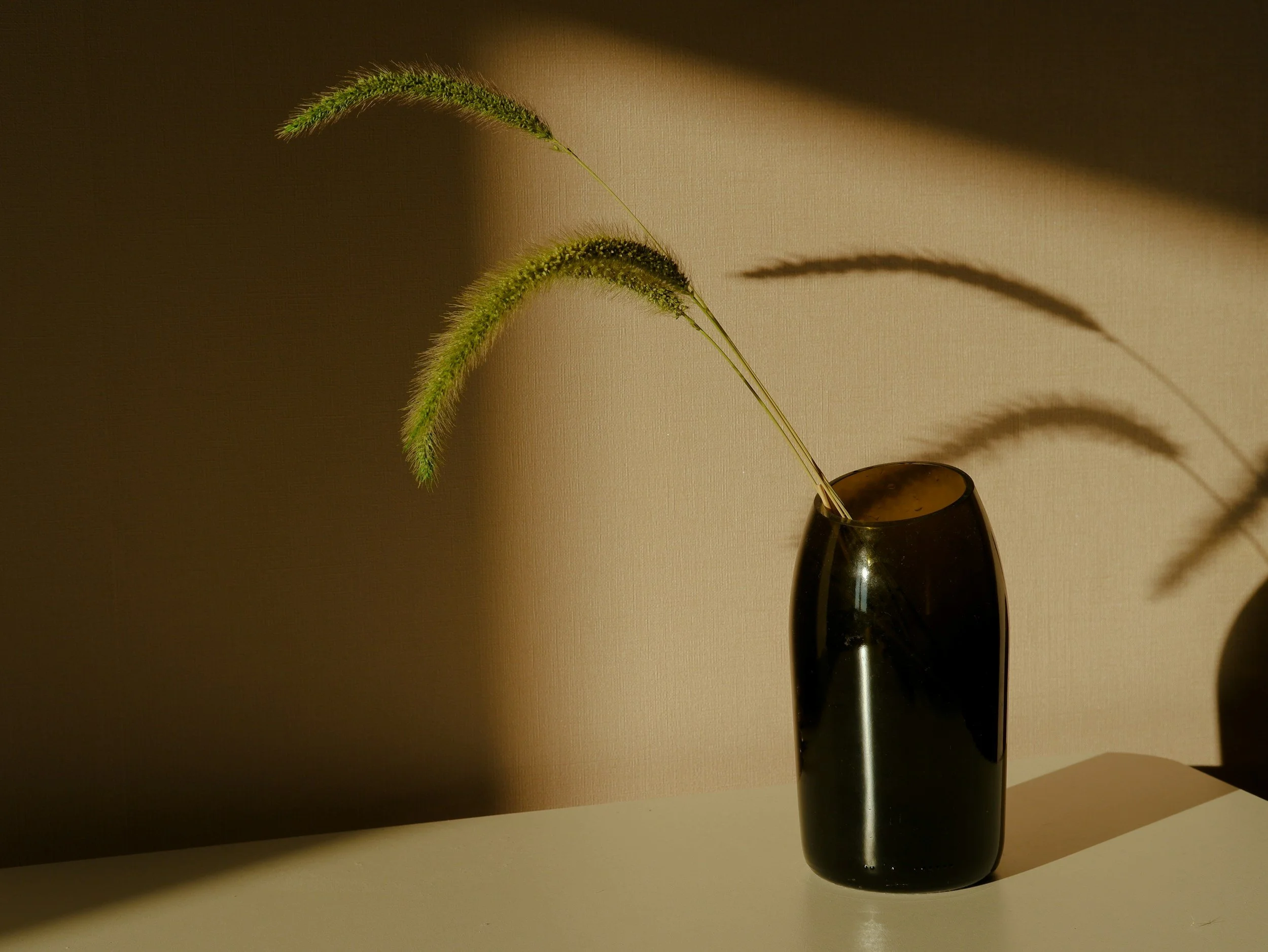 Dark vase with long green grasses casting shadows on a wall