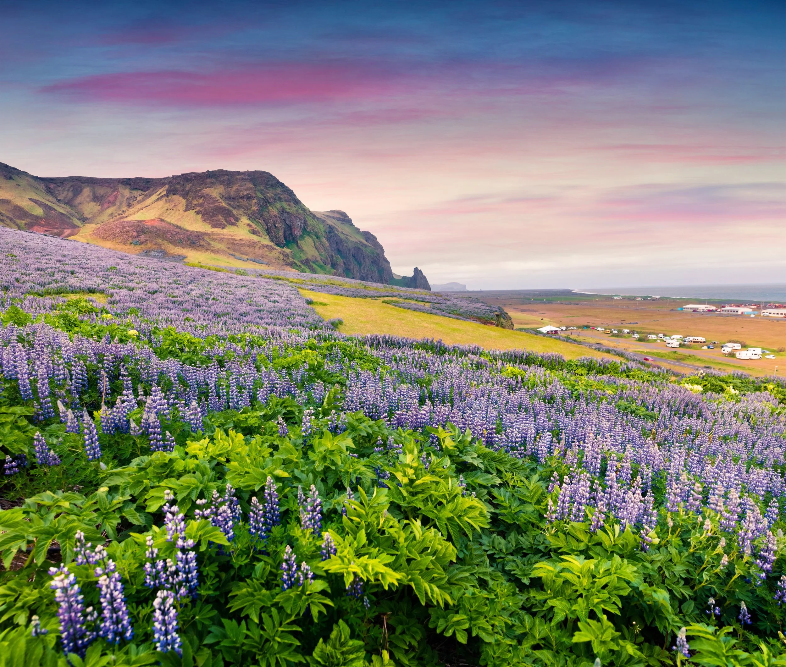 Field of purple lupines with a coastal landscape and colorful sky at sunset.