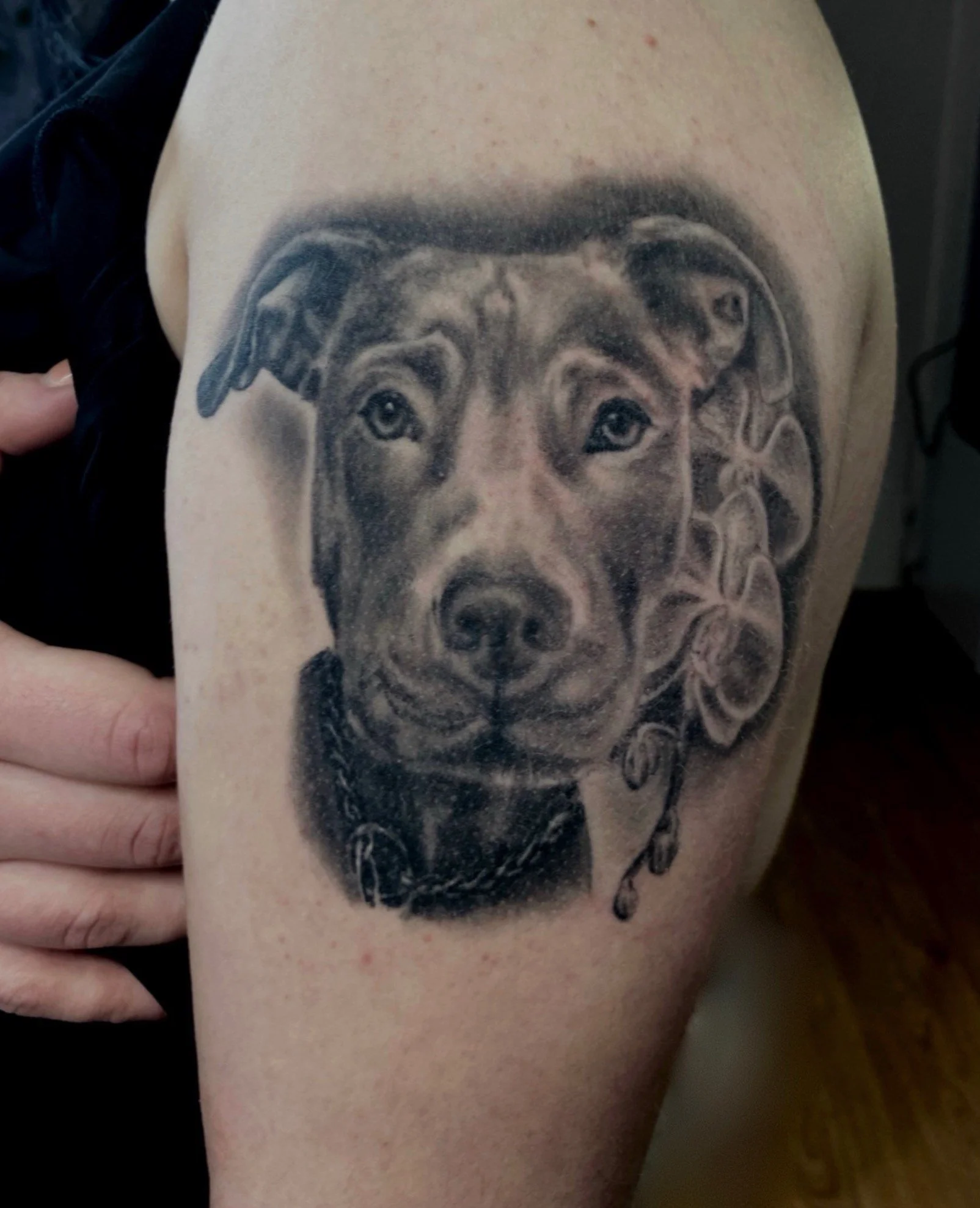 Koira tatuointi