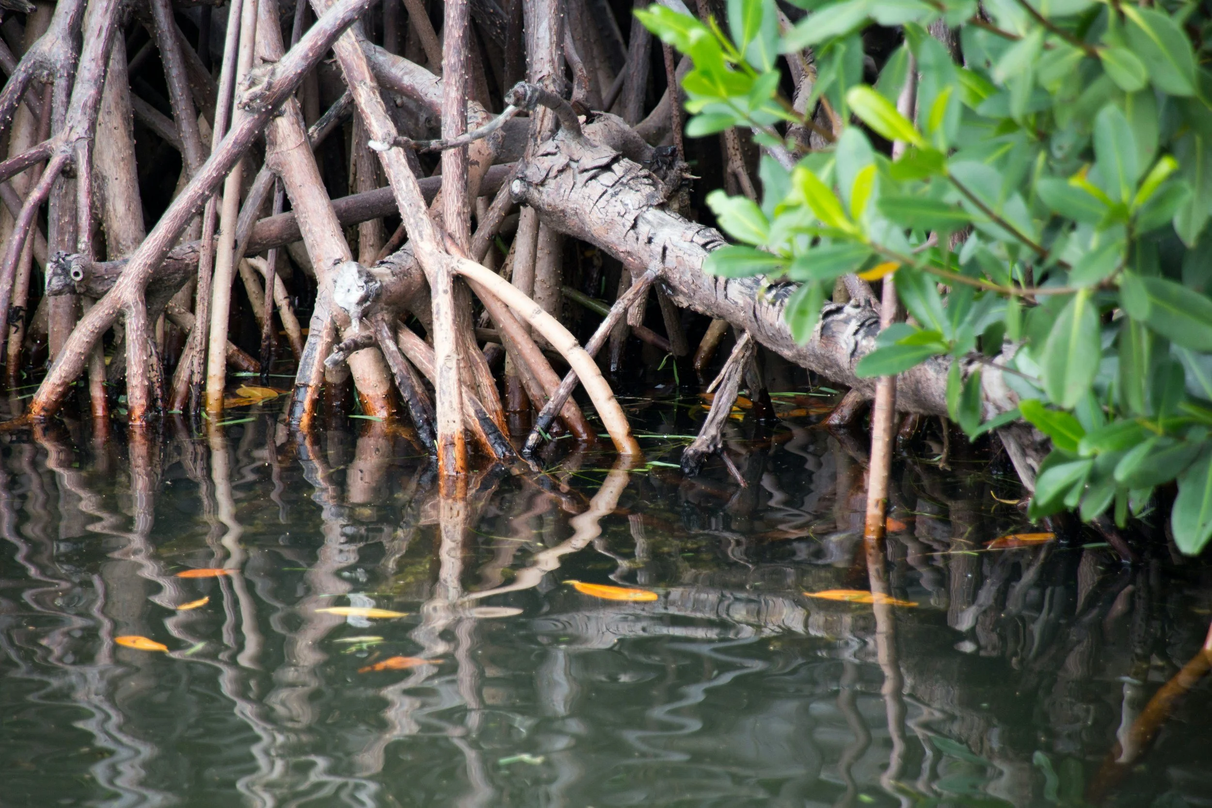 Mangrove roots arch into the ocean.