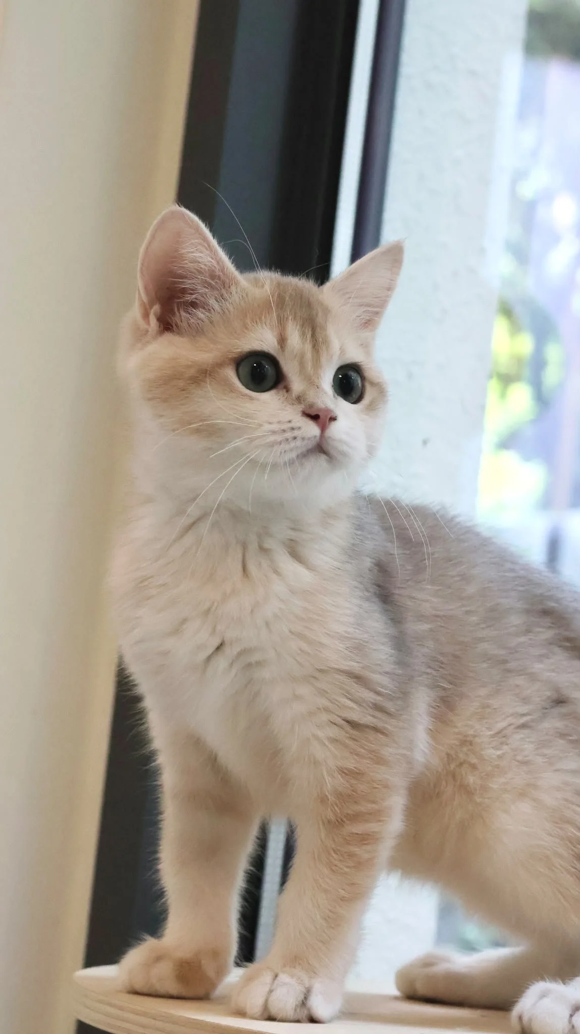 British shorthair blue golden shaded