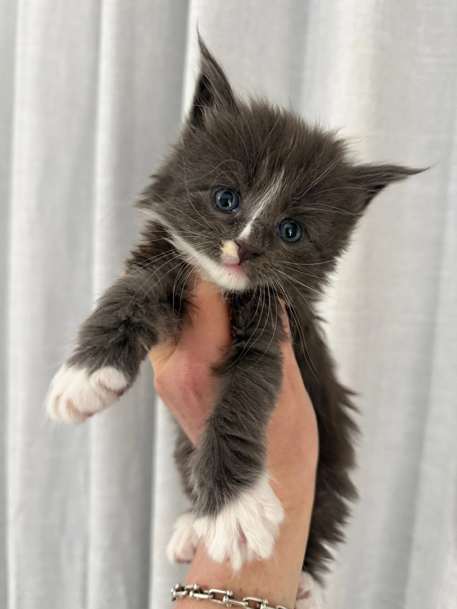 blue bicolour maine coon new zealand