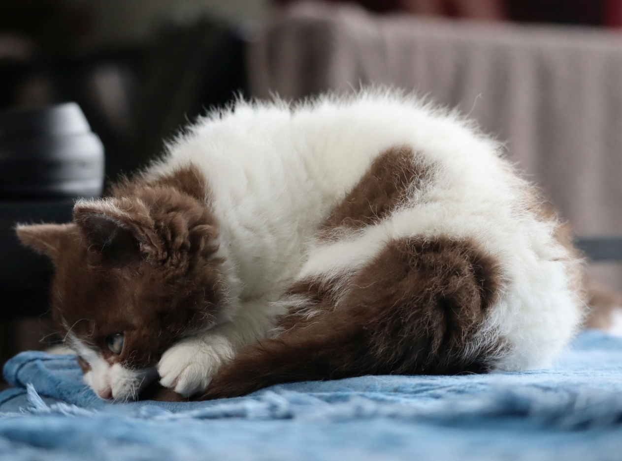 selkirk rex chocolate bicolour new zealand