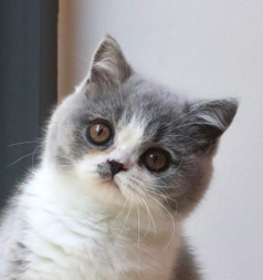 British Shorthair kitten blue bicolour new zealand